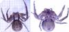 Xysticus sp.